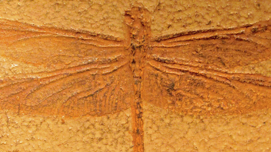 Dragonfly Fossil Photograph by Sandy Taylor