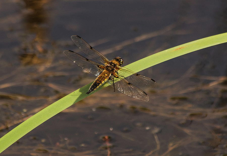 Dragonfly Four Spotted Chaser Photograph by Jeff Townsend