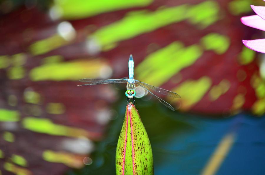 Dragonfly Photograph by G Ree - Fine Art America