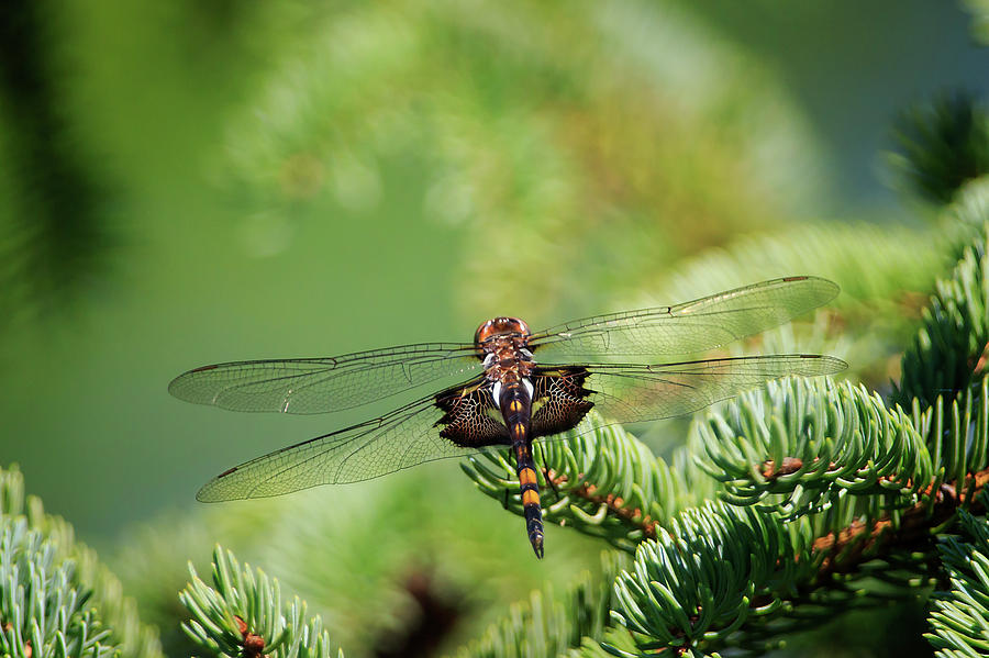 Dragonfly Photograph by Gary Hall