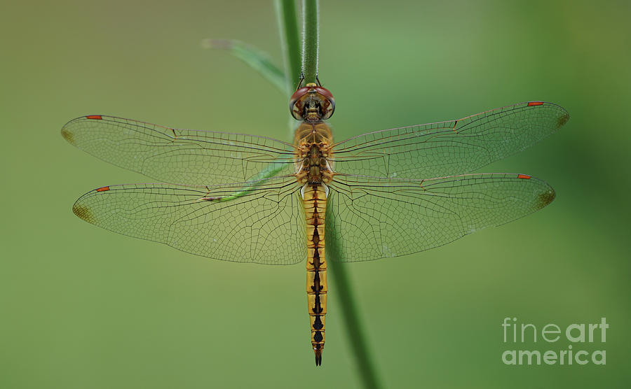Dragonfly Gold Photograph by Robert E Alter Reflections of Infinity