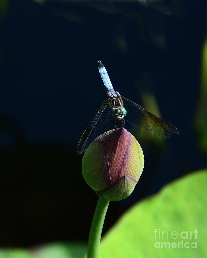 Dragonfly Handstand Photograph by Cindy Manero