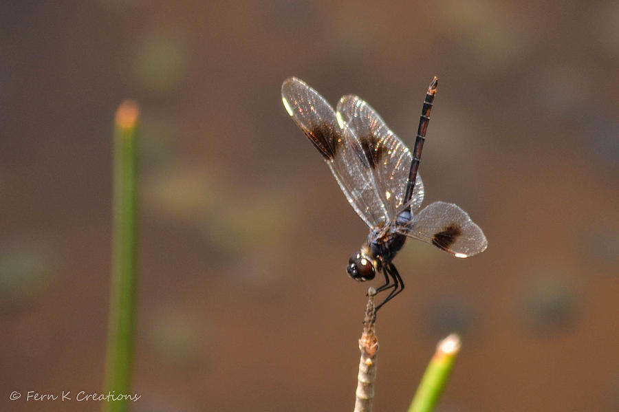 Nature Photograph - Dragonfly Handstand by Fern Korn