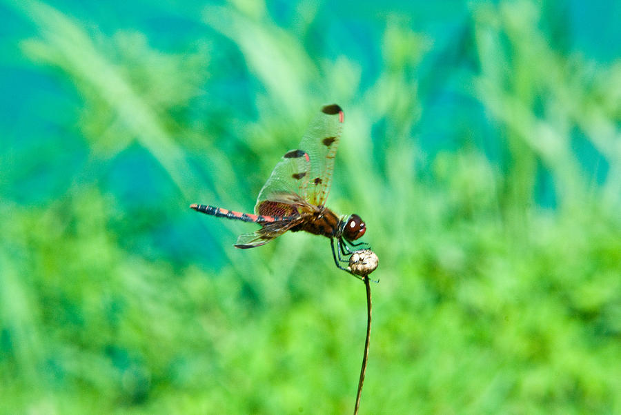 Insects Photograph - Dragonfly Hanging On by Douglas Barnett