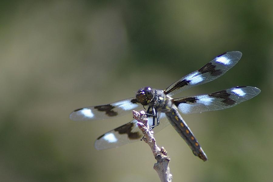Dragonfly Hanging On  Photograph by Jeff Swan