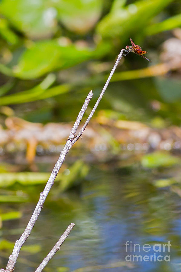 Dragonfly Hangs On in Breeze Photograph by Natural Focal Point Photography