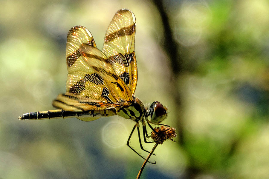Dragonfly holding on Photograph by Wolfgang Stocker