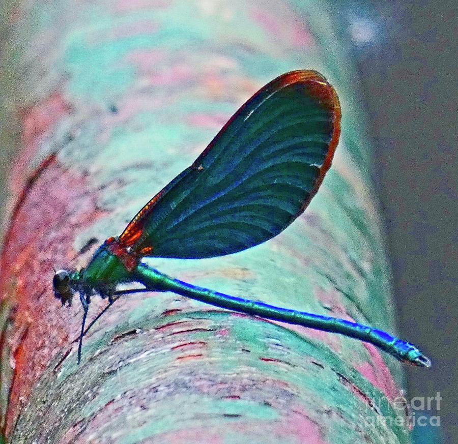Dragonfly I Photograph by Humphrey Isselt