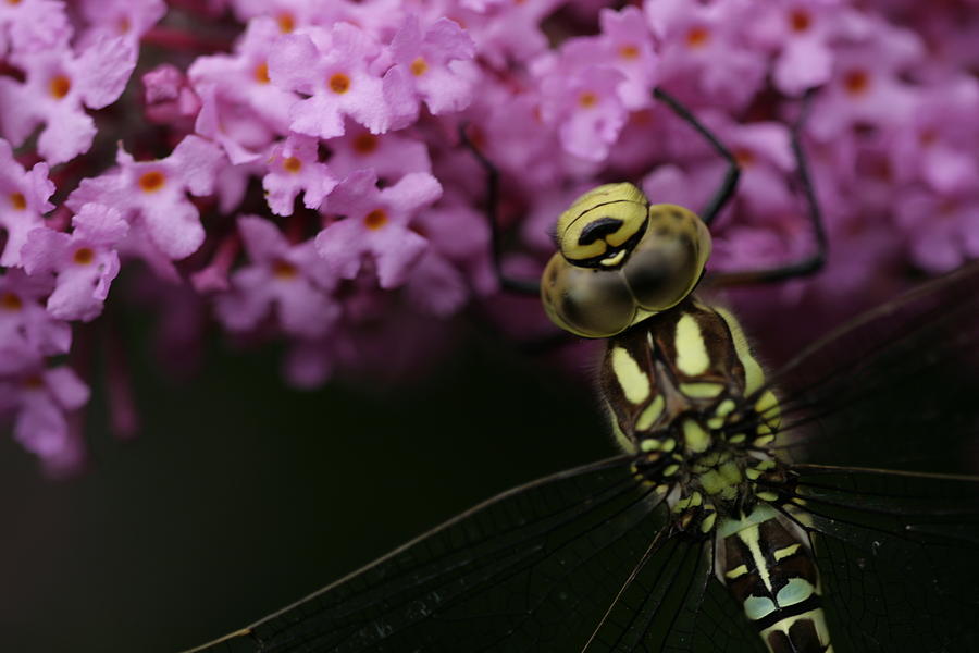 Dragonfly Photograph by Ian Sanders