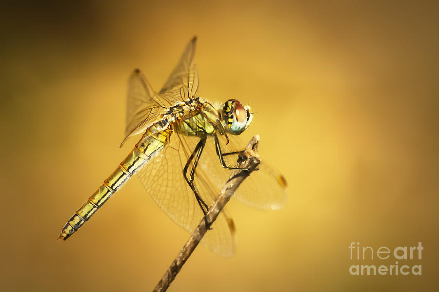 Dragonfly II Photograph by Dimitar Hristov