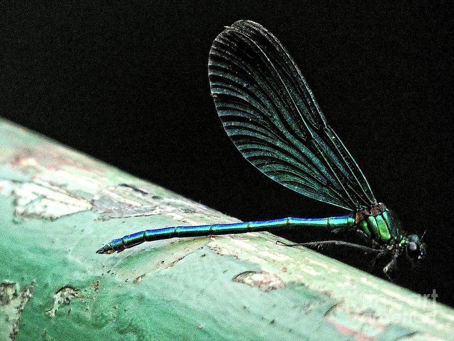 Dragonfly II Photograph by Humphrey Isselt