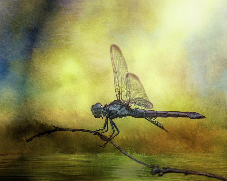 Dragonfly II Mixed Media by Steven Richardson