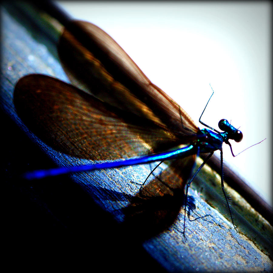 DragonFly II Photograph by Susie Weaver