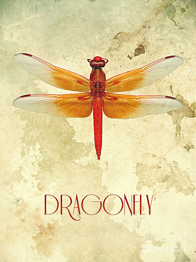 Dragonfly III Digital Art by Binka Kirova