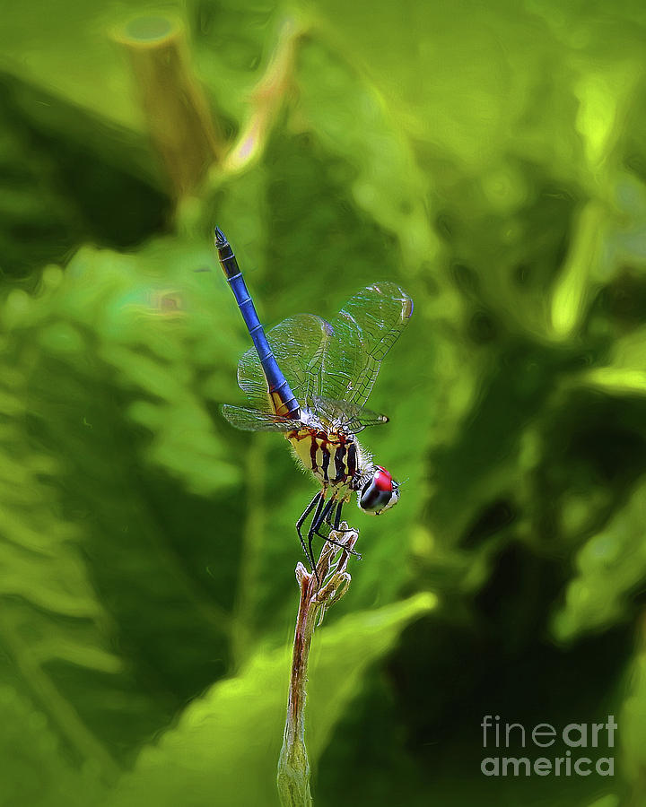 Dragonfly III Photograph by Scott Cameron