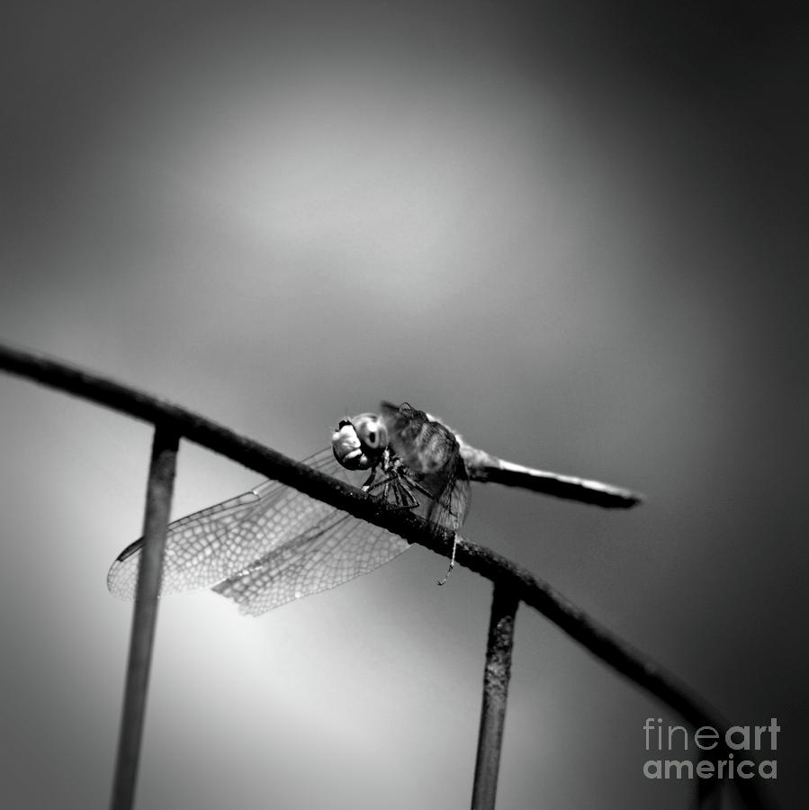 Dragonfly In Black And White Photograph by Smilin Eyes Treasures