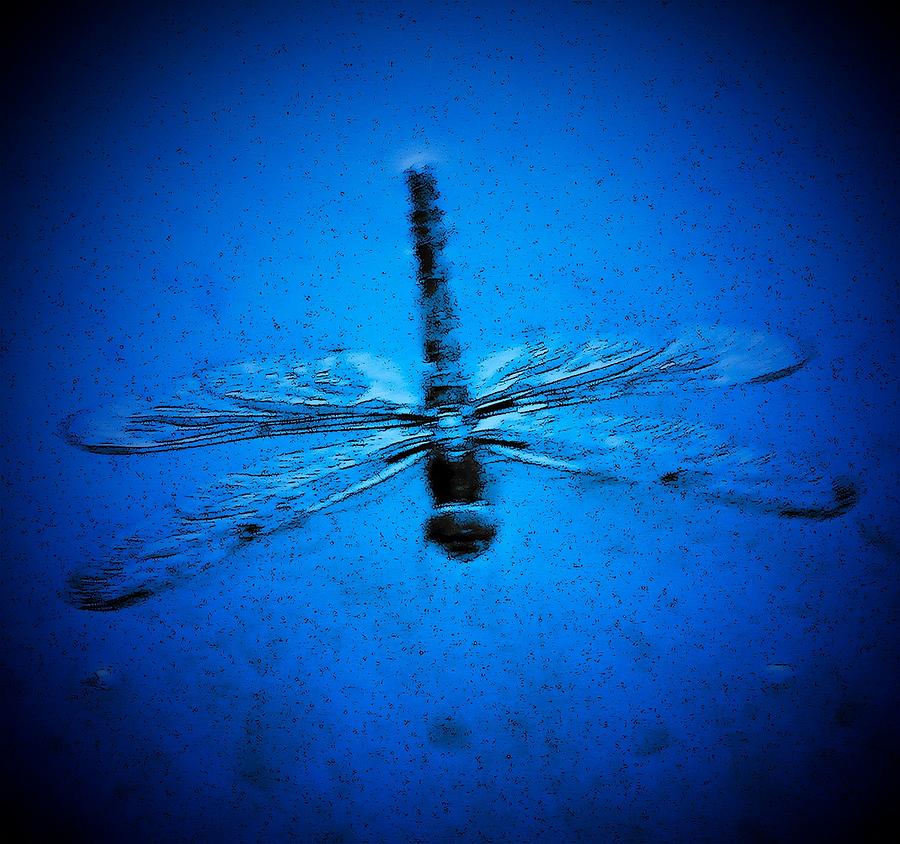 Dragonfly in Blue Photograph by Sheri McLeroy