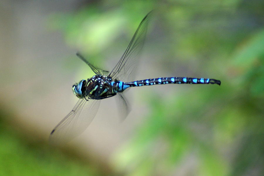 Dragonfly in Flight 2 Photograph by Ben Upham III