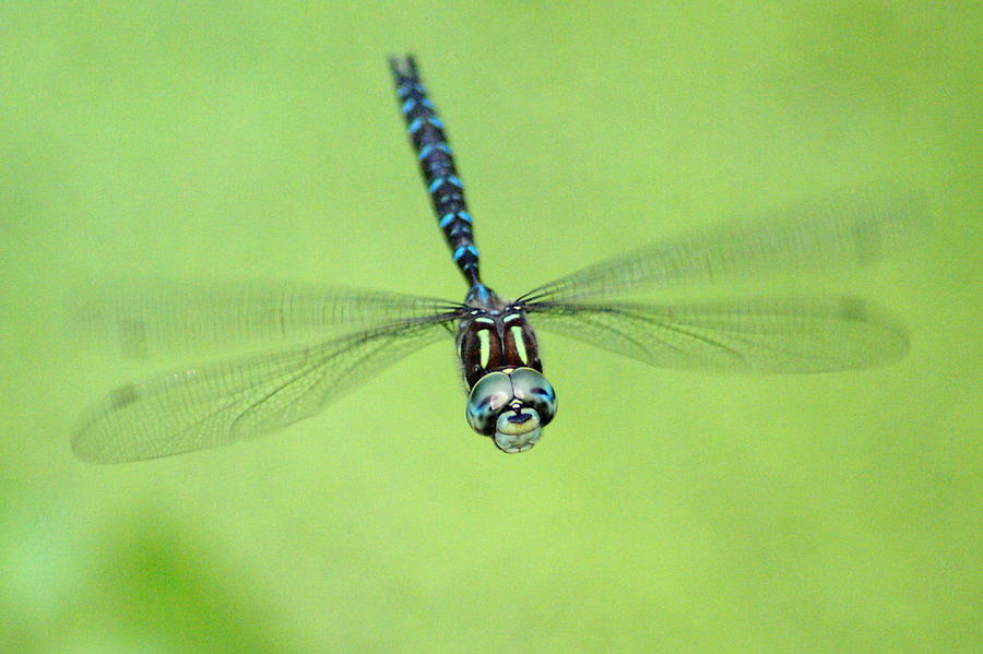 Dragonfly in Flight 4 Photograph by Ben Upham III
