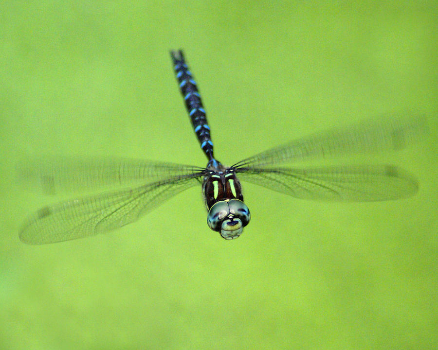 Dragonfly in Flight Photograph by Ben Upham III