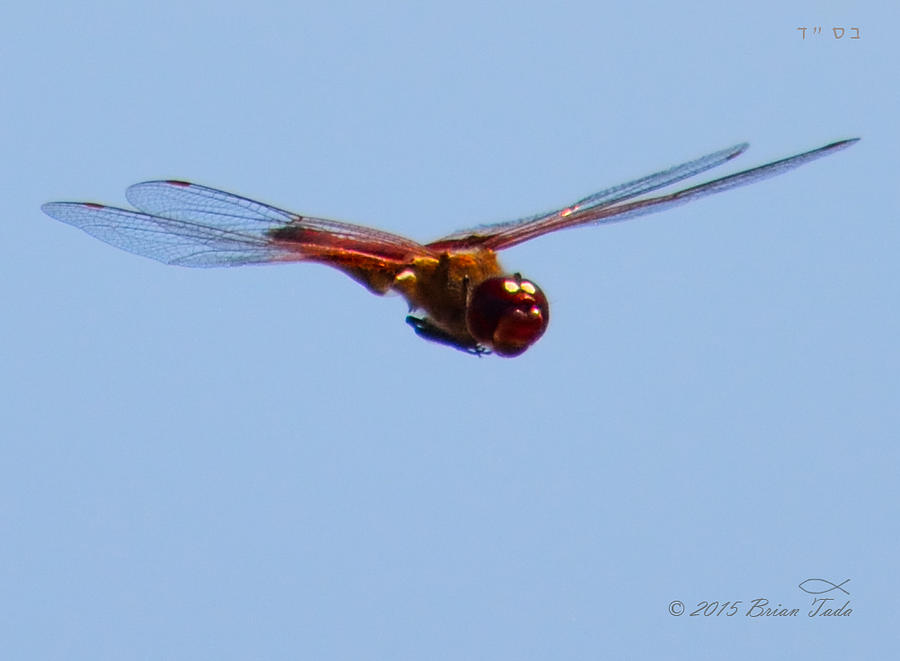 Dragonfly In Flight Close Up Photograph by Brian Tada
