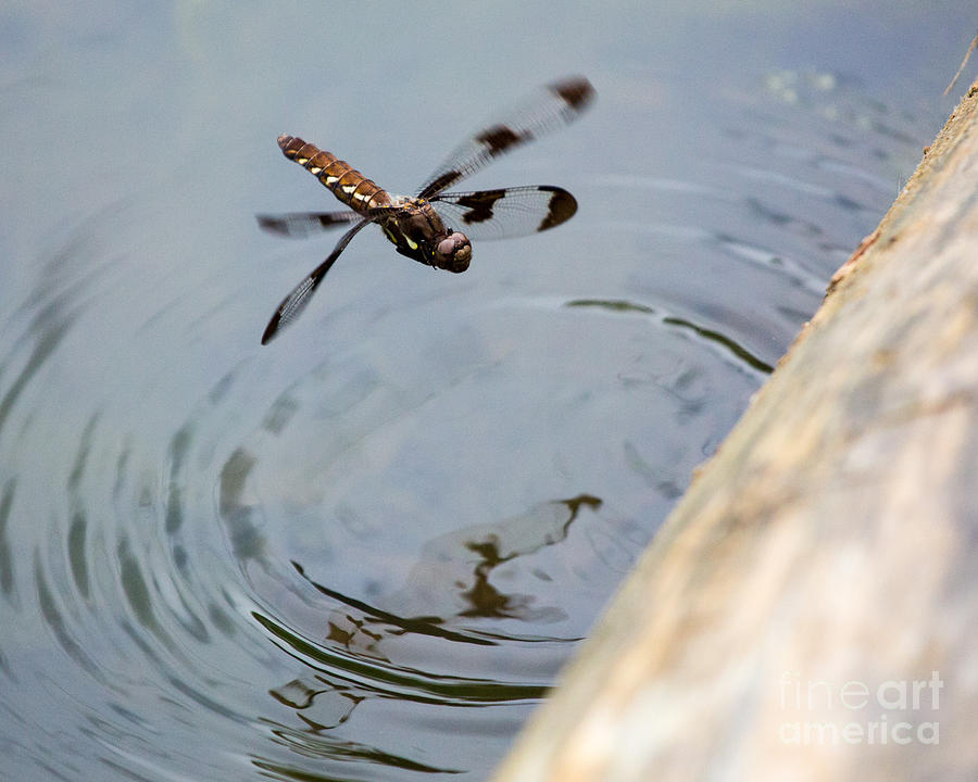 Nature Photograph - Dragonfly in flight by MyWildlifeLife Dot Com