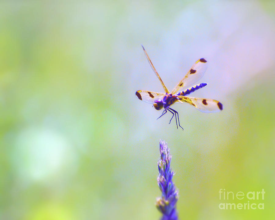 Dragonfly In Flight Photograph by Kerri Farley