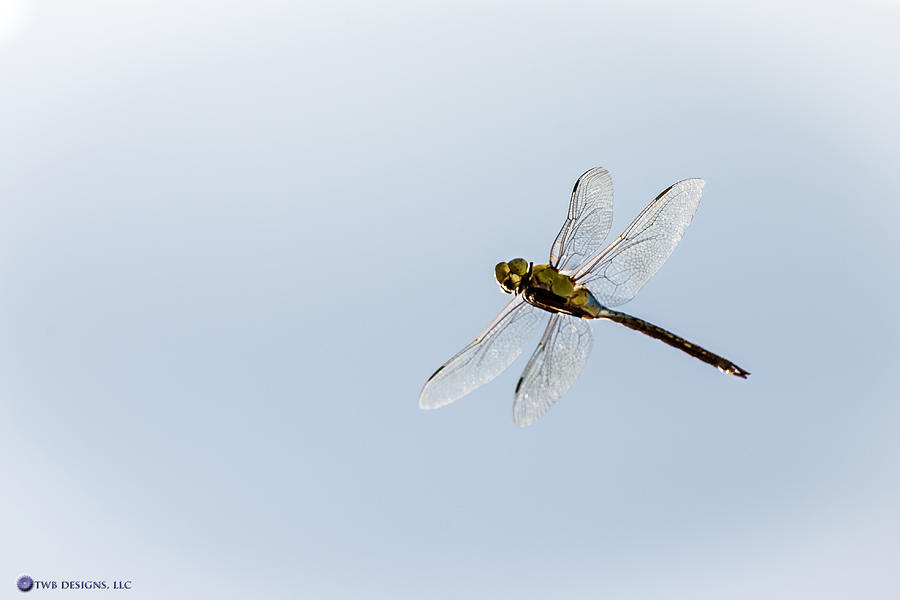 Dragonfly in Flight Photograph by Teresa Blanton
