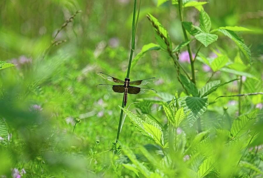 Dragonfly in garden Photograph by Ronda Ryan