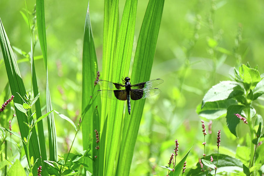 Dragonfly in garden3 Photograph by Ronda Ryan