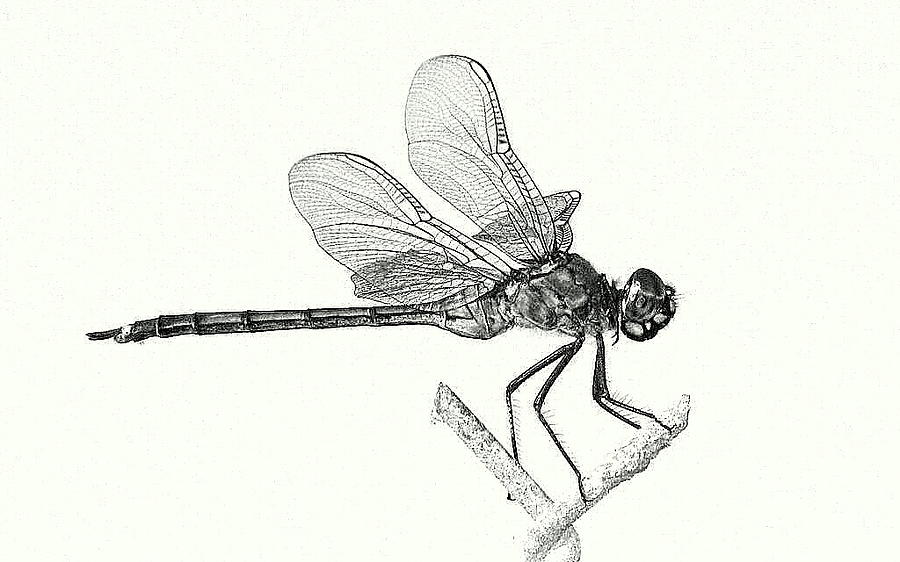 Dragonfly in monotone Photograph by T Guy Spencer
