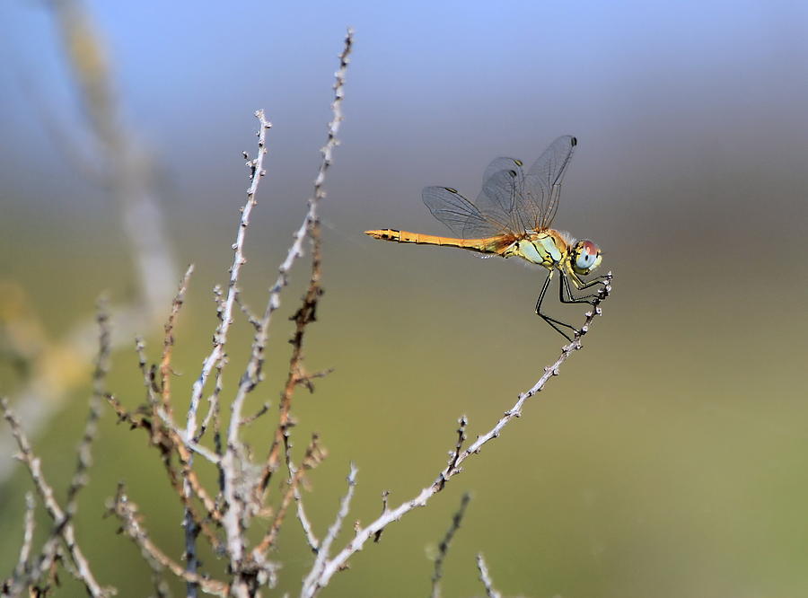 Dragonfly in nature Photograph by Elenarts - Elena Duvernay photo