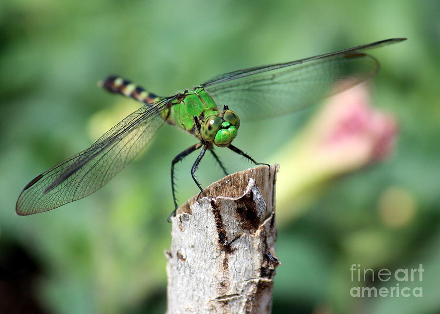 Dragonfly Photograph - Dragonfly in the Flower Garden by Carol Groenen