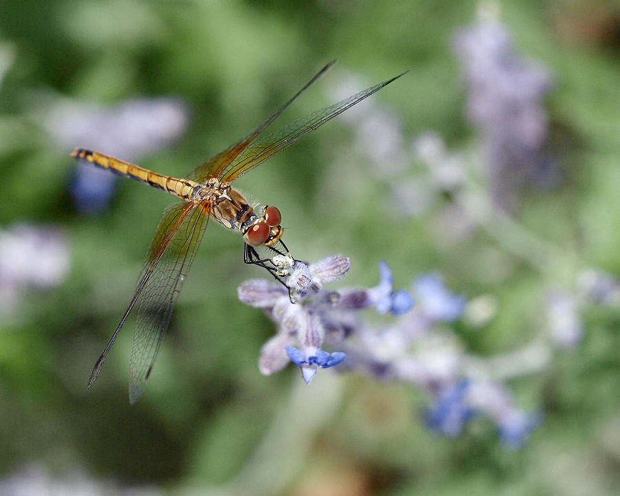 Dragonfly in the Lavender Garden Photograph by Rona Black