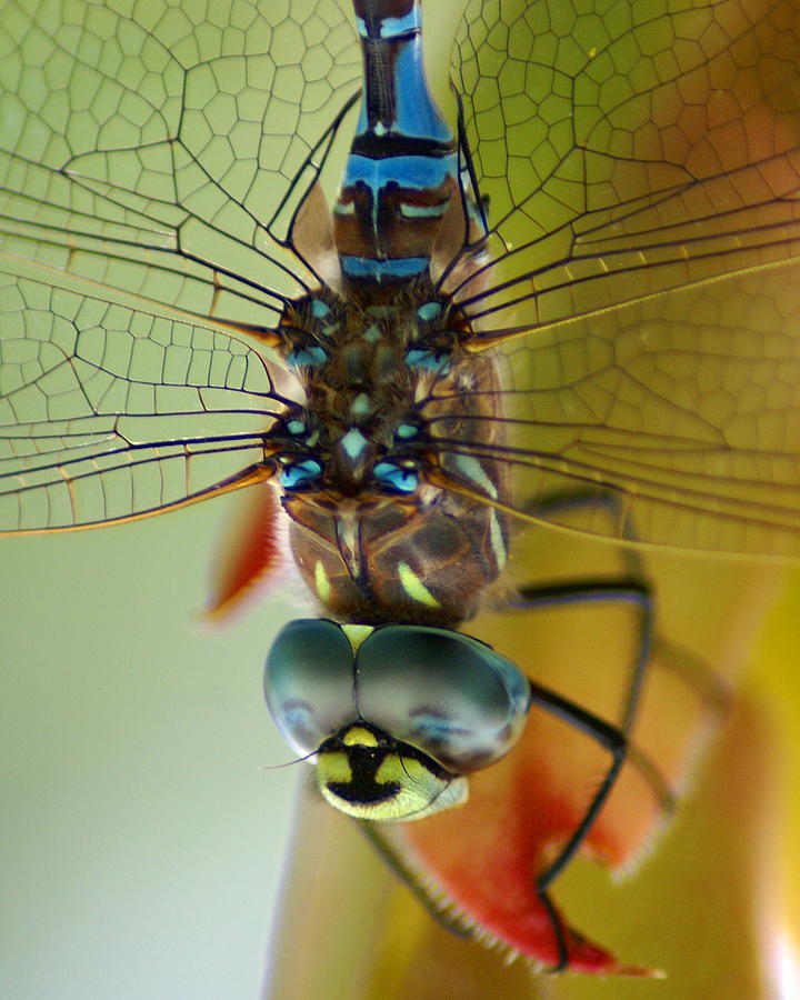 Dragonfly in Thought Photograph by Ben Upham III
