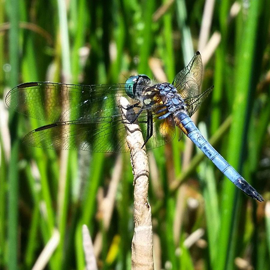 Nature Photograph - #dragonfly #insect #nature #naturelover by Karen Breeze