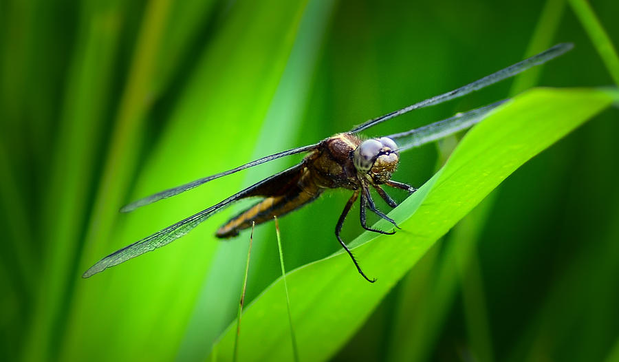 Dragonfly Photograph by Jack Nguyen