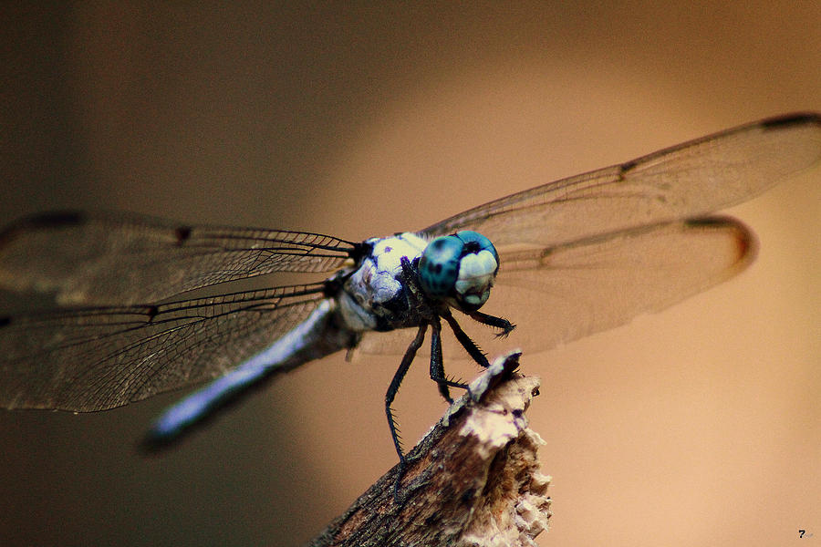 Dragonfly Photograph by Jason Blalock