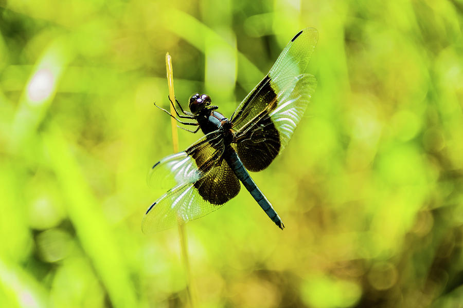 Dragonfly Photograph by Jay Stockhaus