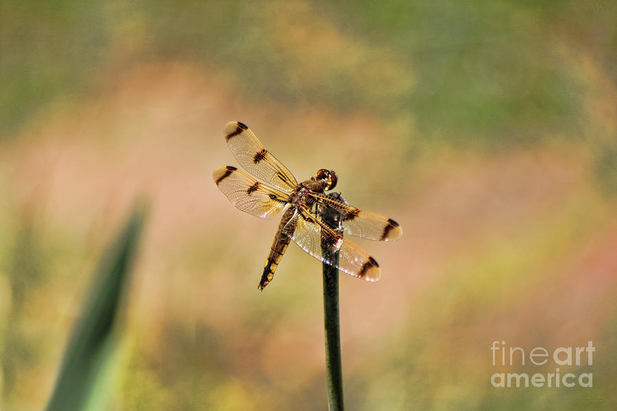 Dragonfly Photograph by Jeff Breiman