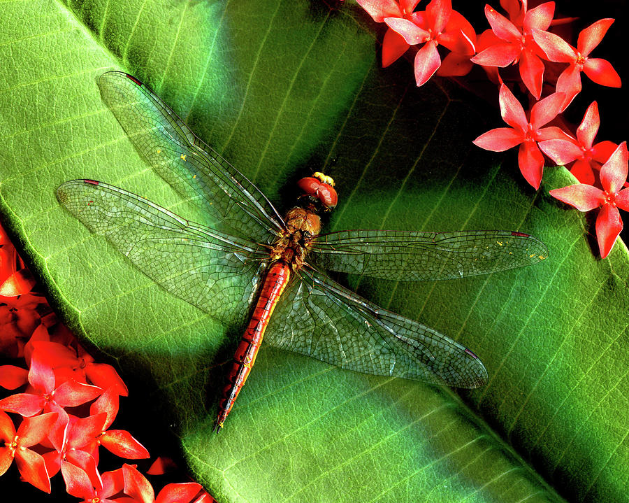Dragonfly Photograph - Dragonfly by Jessie Snyder