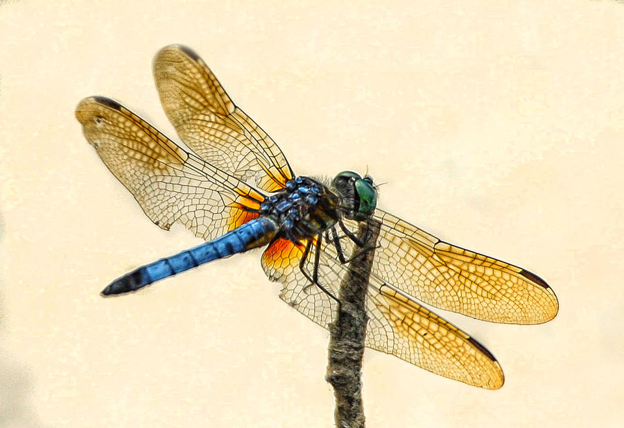 Dragonfly Photograph by Jim Moore