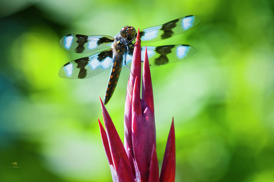 Dragonfly Photograph by Jim Thompson