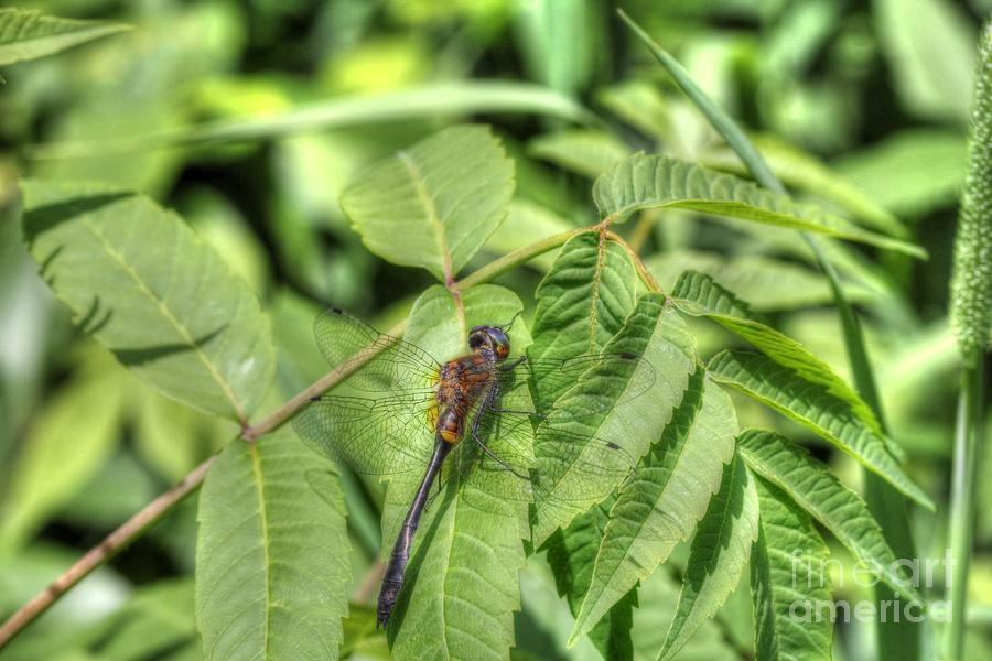 Dragonfly Photograph by Jimmy Ostgard