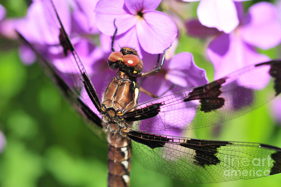 Dragonfly Photograph by Joe Ng