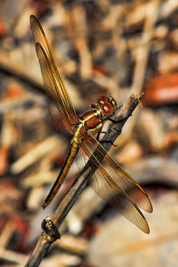 Dragonfly Photograph by Joetta West