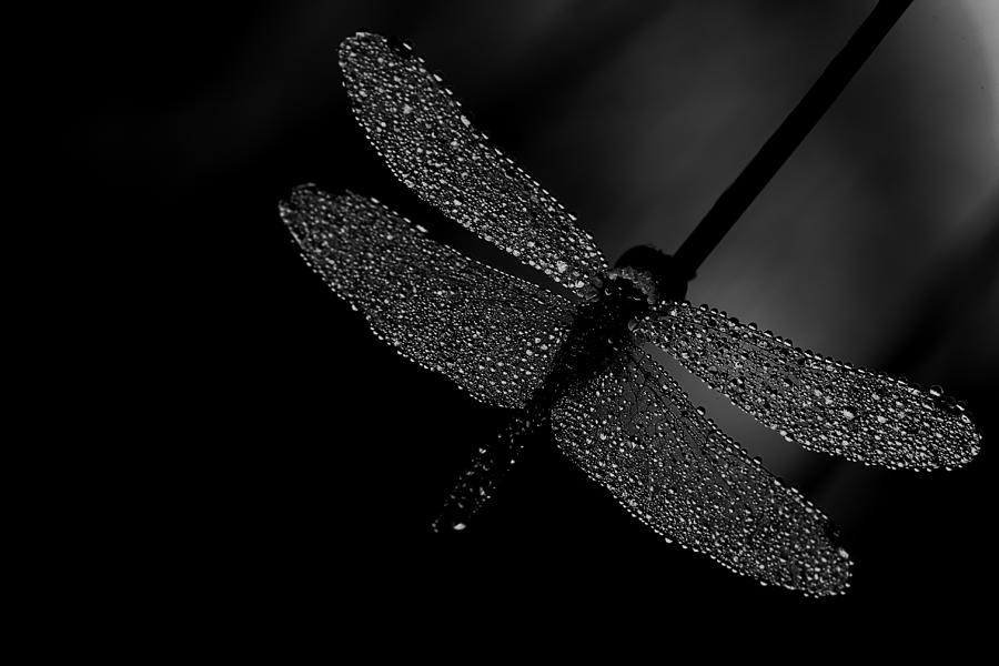 Black And White Photograph - Dragonfly by Johan Oostindien