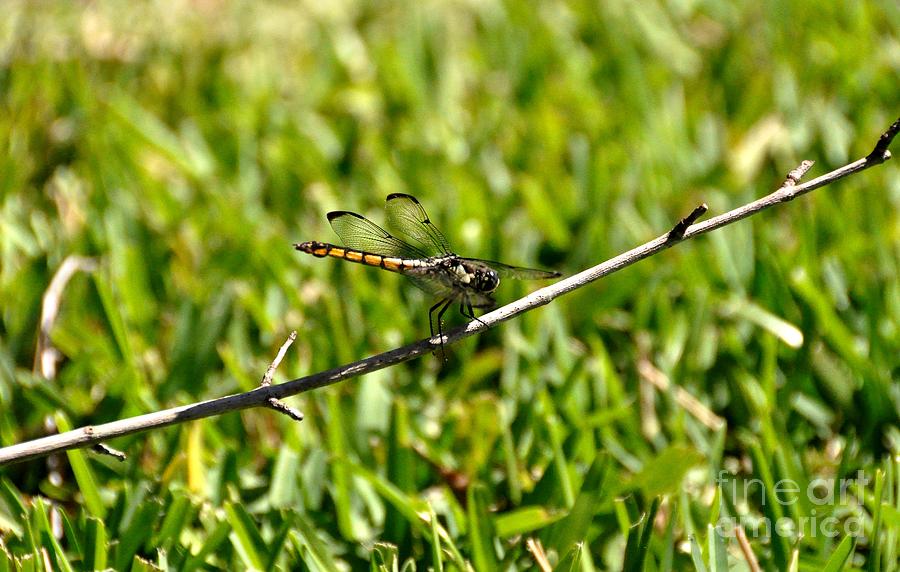 Dragonfly Photograph by John Black