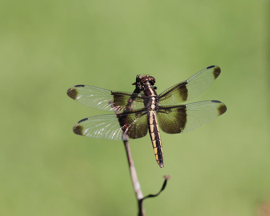 Dragonfly Photograph by John Moyer