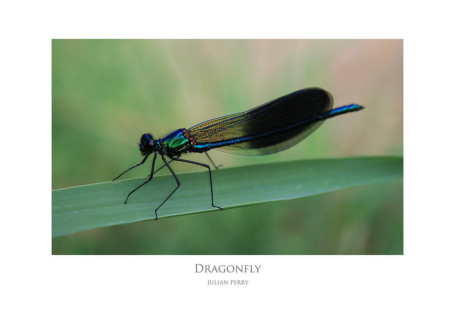 Dragonfly Digital Art by Julian Perry